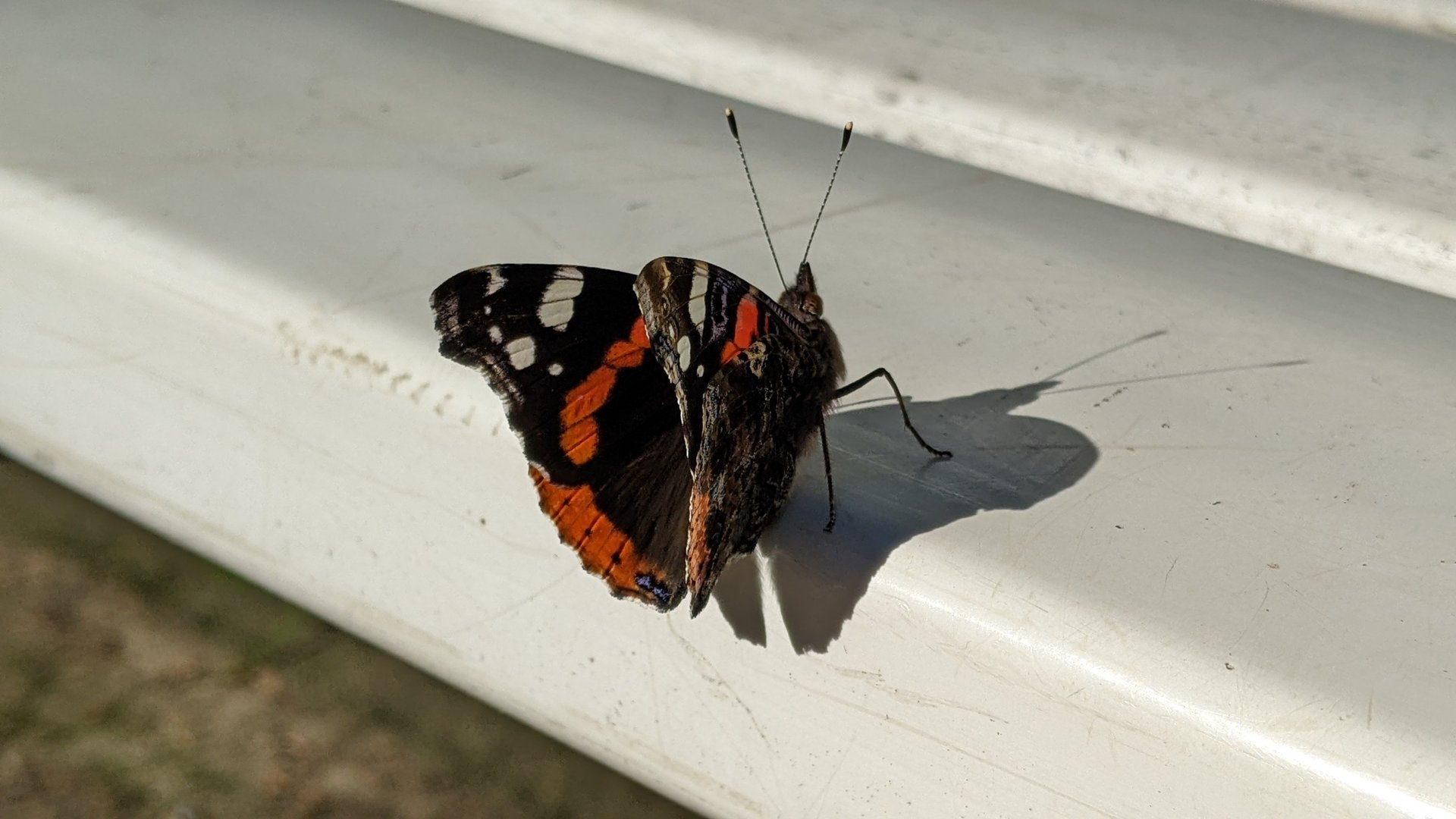 Admiral-Vanessa atalanta-2