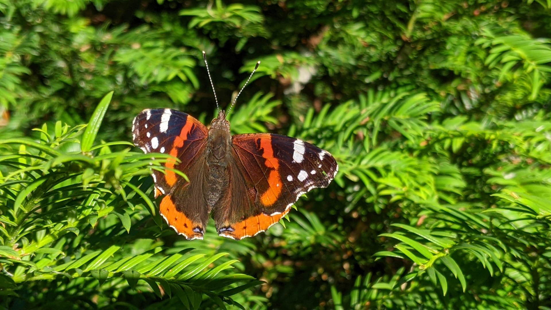 Admiral-Vanessa atalanta