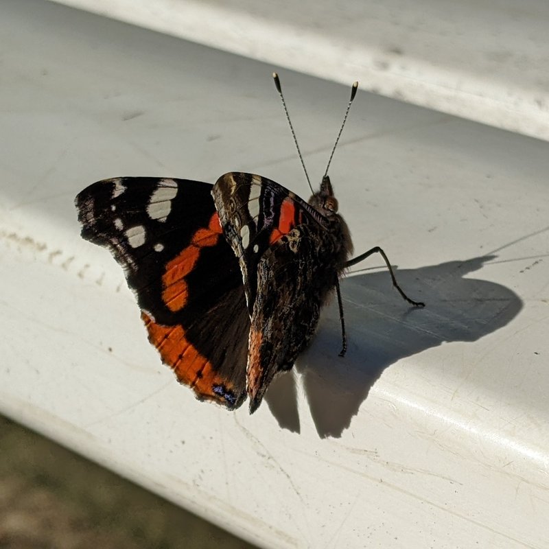 Admiral-Vanessa atalanta-2