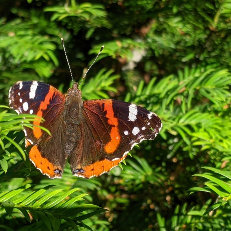 Admiral-Vanessa atalanta