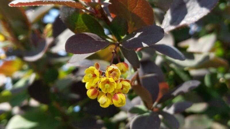 Berberitze - Berberis vulgaris L.