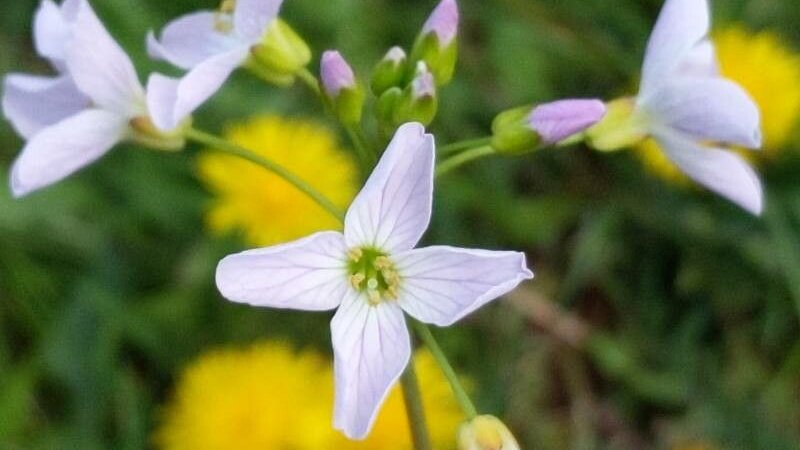 Wiesen-Schaumkraut - Cardamine pratensis L.