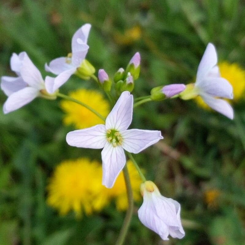 Wiesen-Schaumkraut - Cardamine pratensis L.