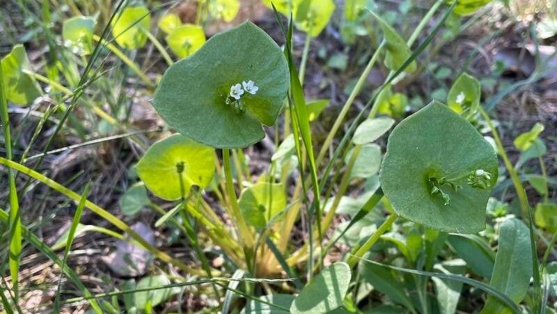 Tellerkraut - Claytonia perfoliata Donn ex Willd.