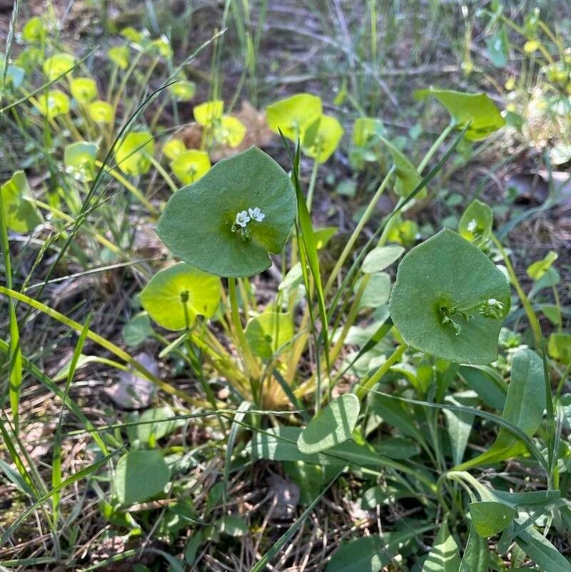 Tellerkraut - Claytonia perfoliata Donn ex Willd.