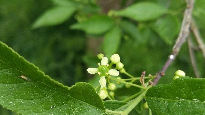 Gewöhnliches Pfaffenhütchen - Euonymus europaeus L.