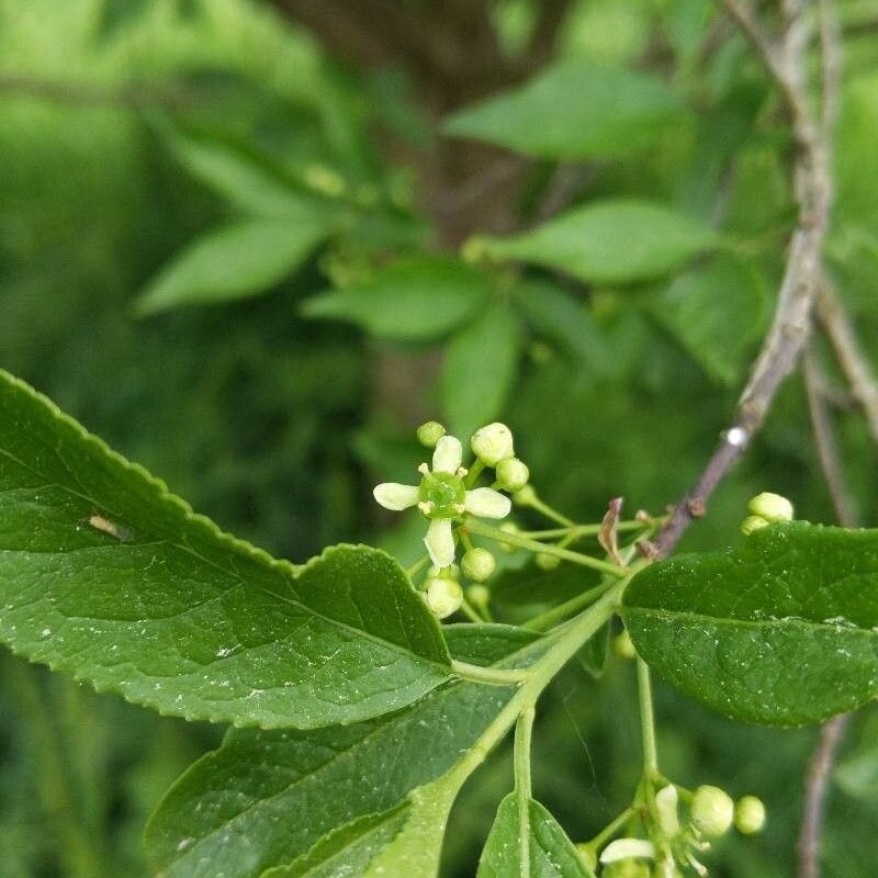 Gewöhnliches Pfaffenhütchen - Euonymus europaeus L.