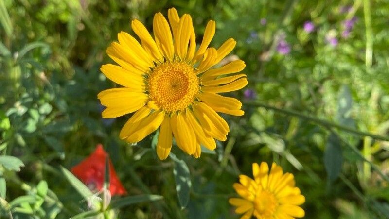 Färberkamille - Cota tinctoria (L.) J.Gay