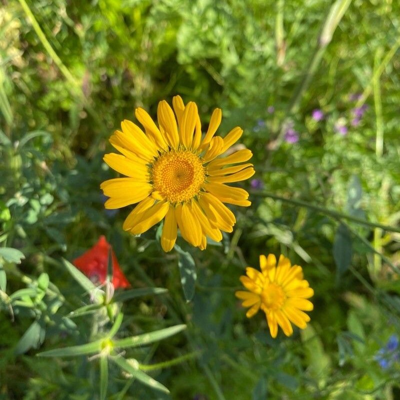 Färberkamille - Cota tinctoria (L.) J.Gay