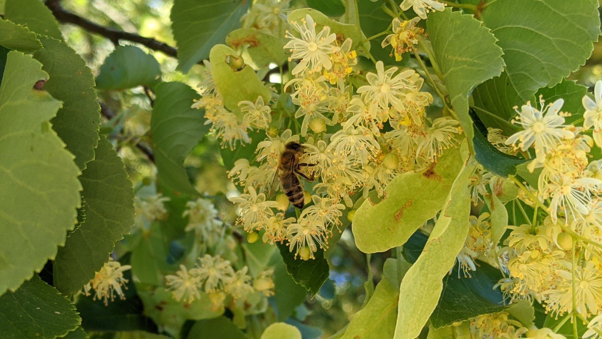 Honigbiene-Apis mellifera