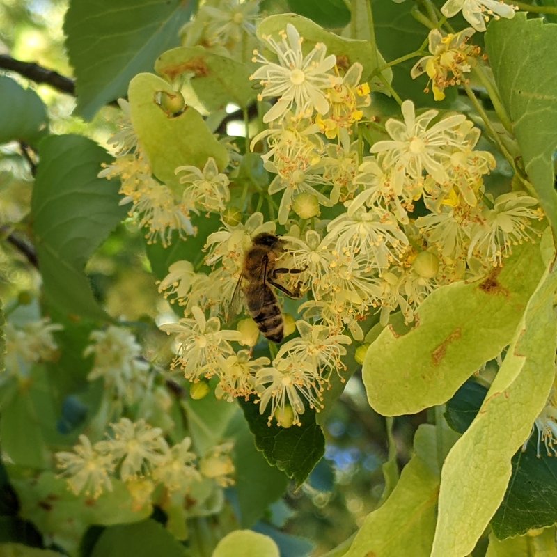 Honigbiene-Apis mellifera