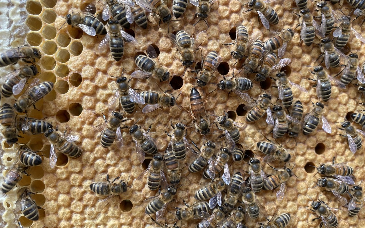 Bienenkönigin