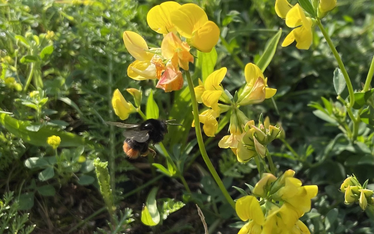 Steinhummel