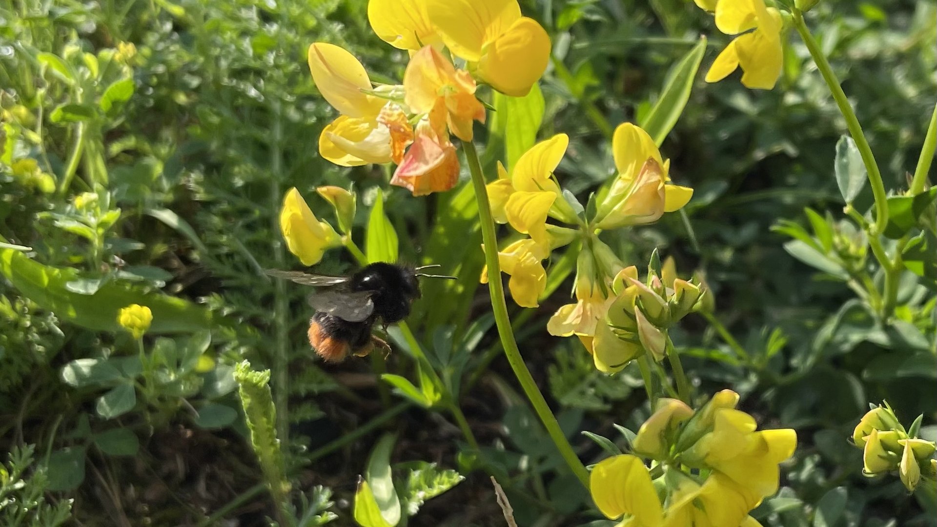 Steinhummel