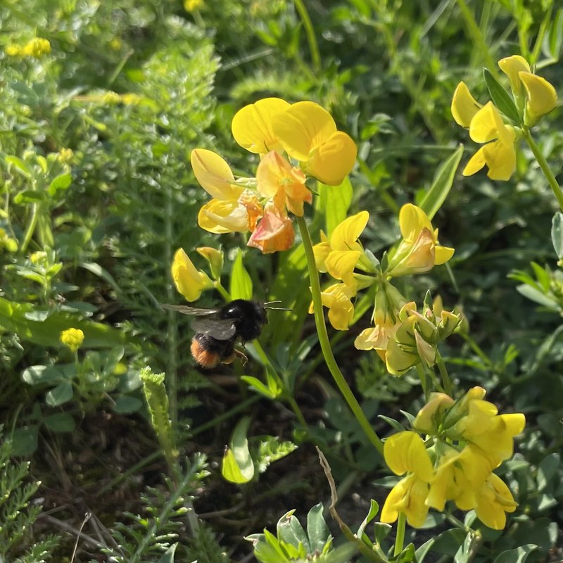 Steinhummel