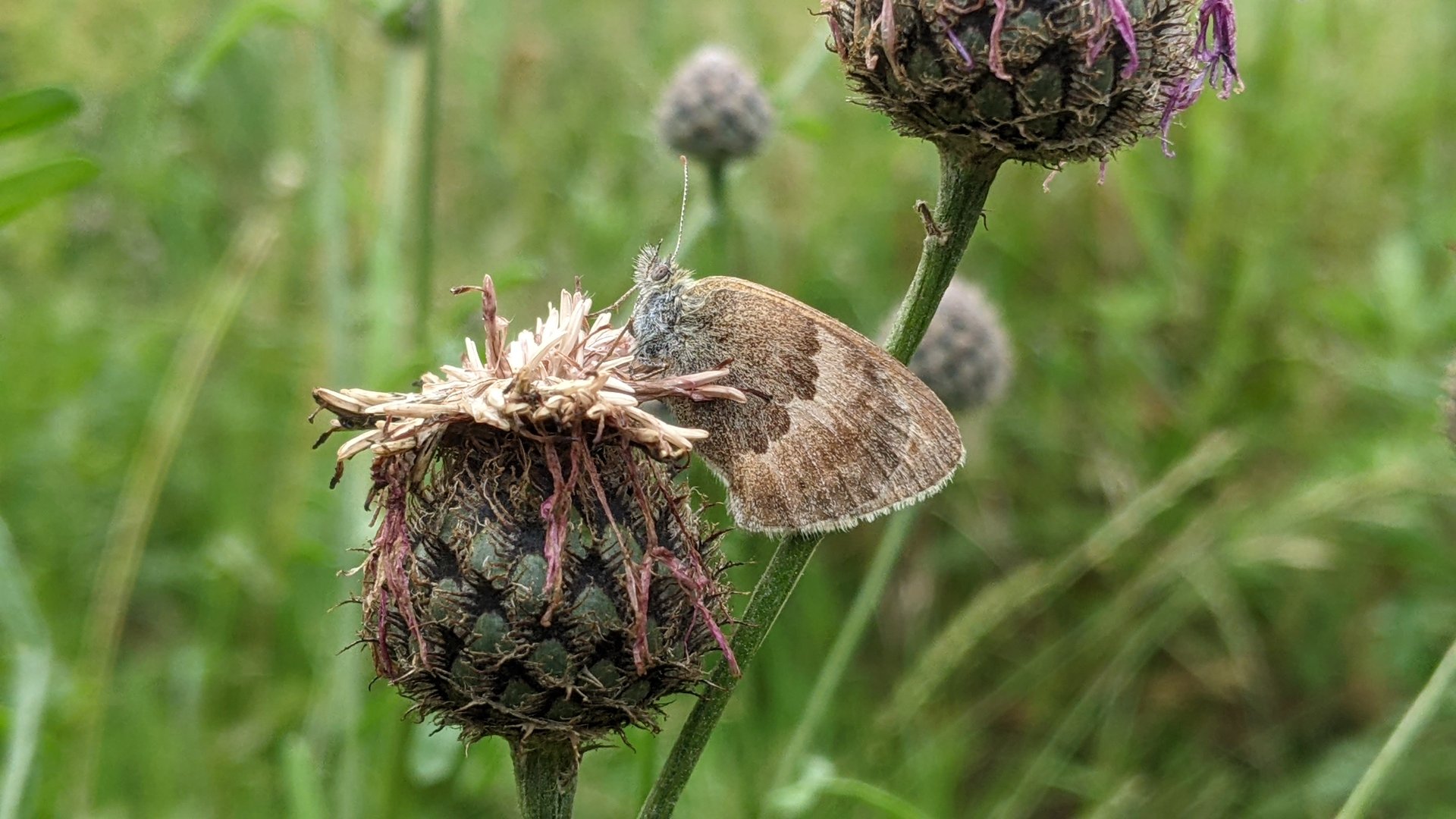 Kleines Wiesenvögelchen-Coenonympha pamphilus