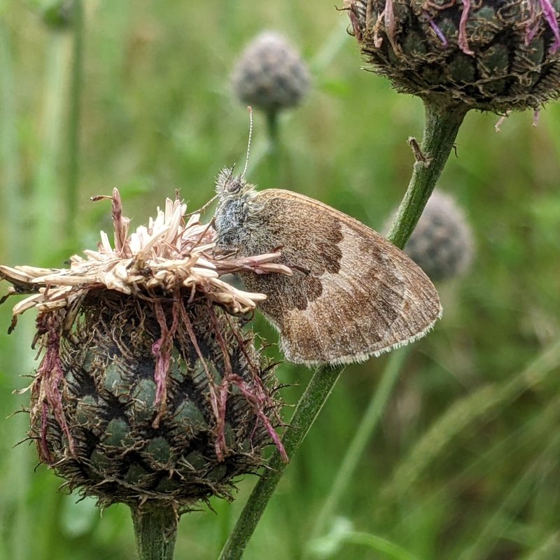 Kleines Wiesenvögelchen-Coenonympha pamphilus