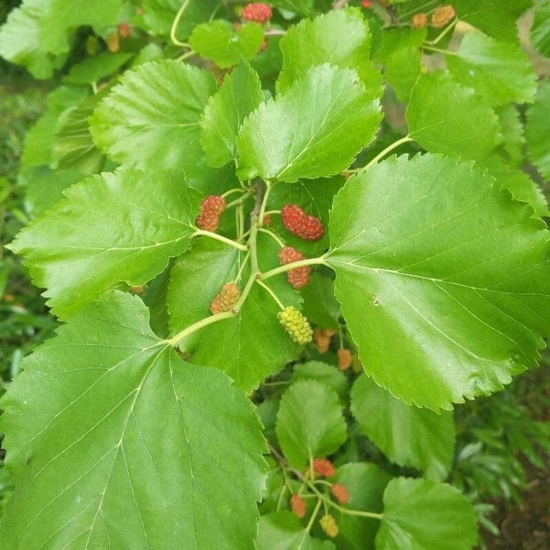 Schwarze Maulbeere - Morus nigra L.