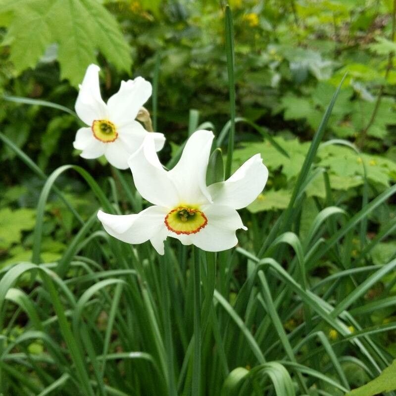 Dichter-Narzisse - Narcissus poeticus L.