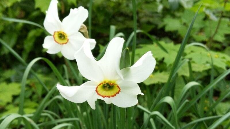 Dichter-Narzisse - Narcissus poeticus L.