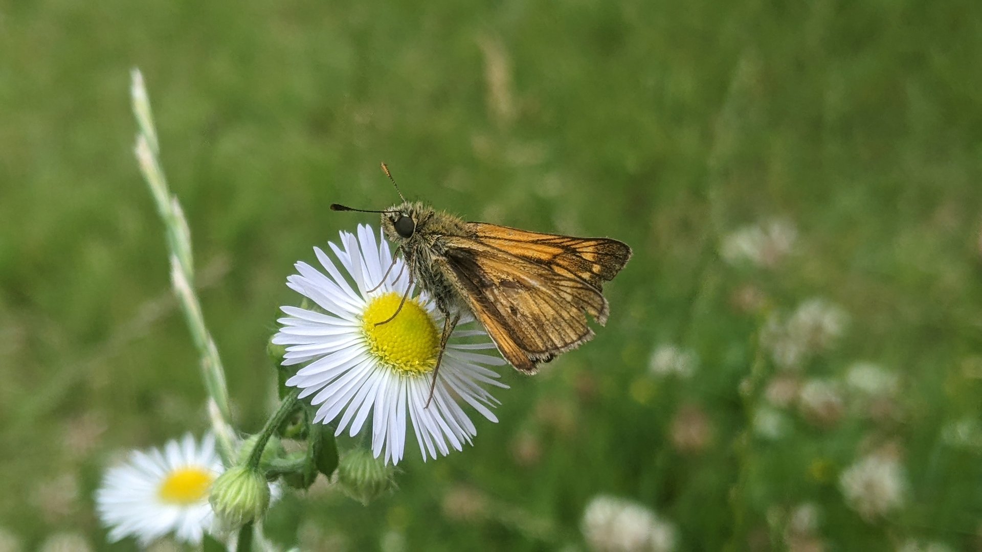 Rostfarbiger Dickkopffalter-Ochlodes sylvanus