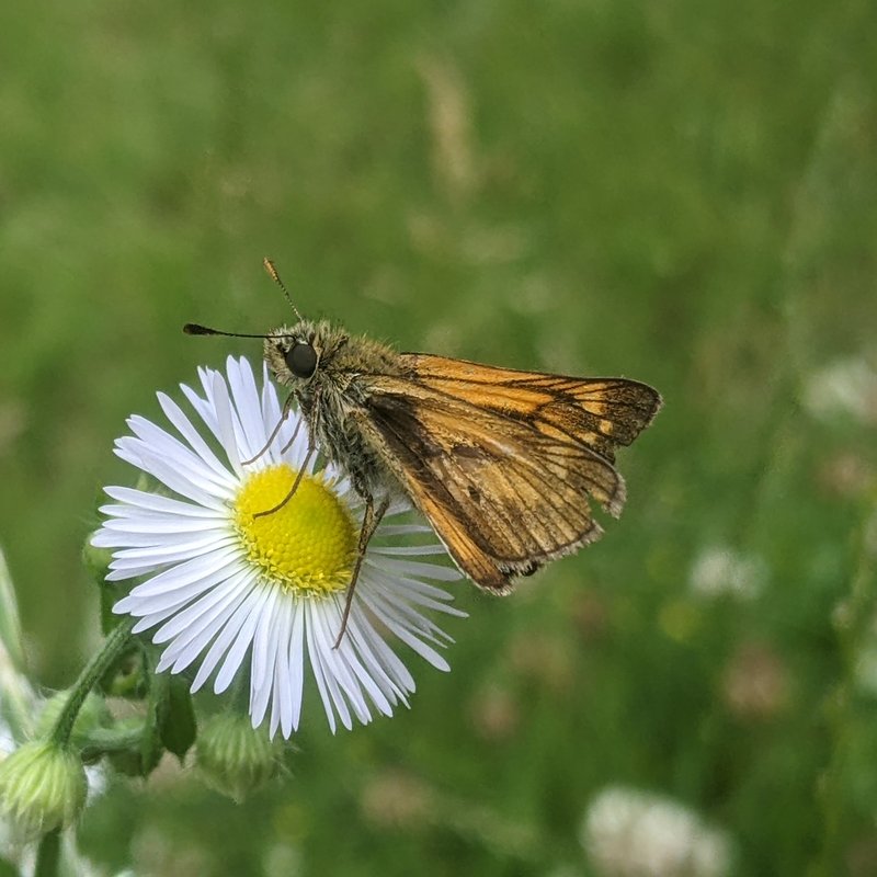 Rostfarbiger Dickkopffalter-Ochlodes sylvanus