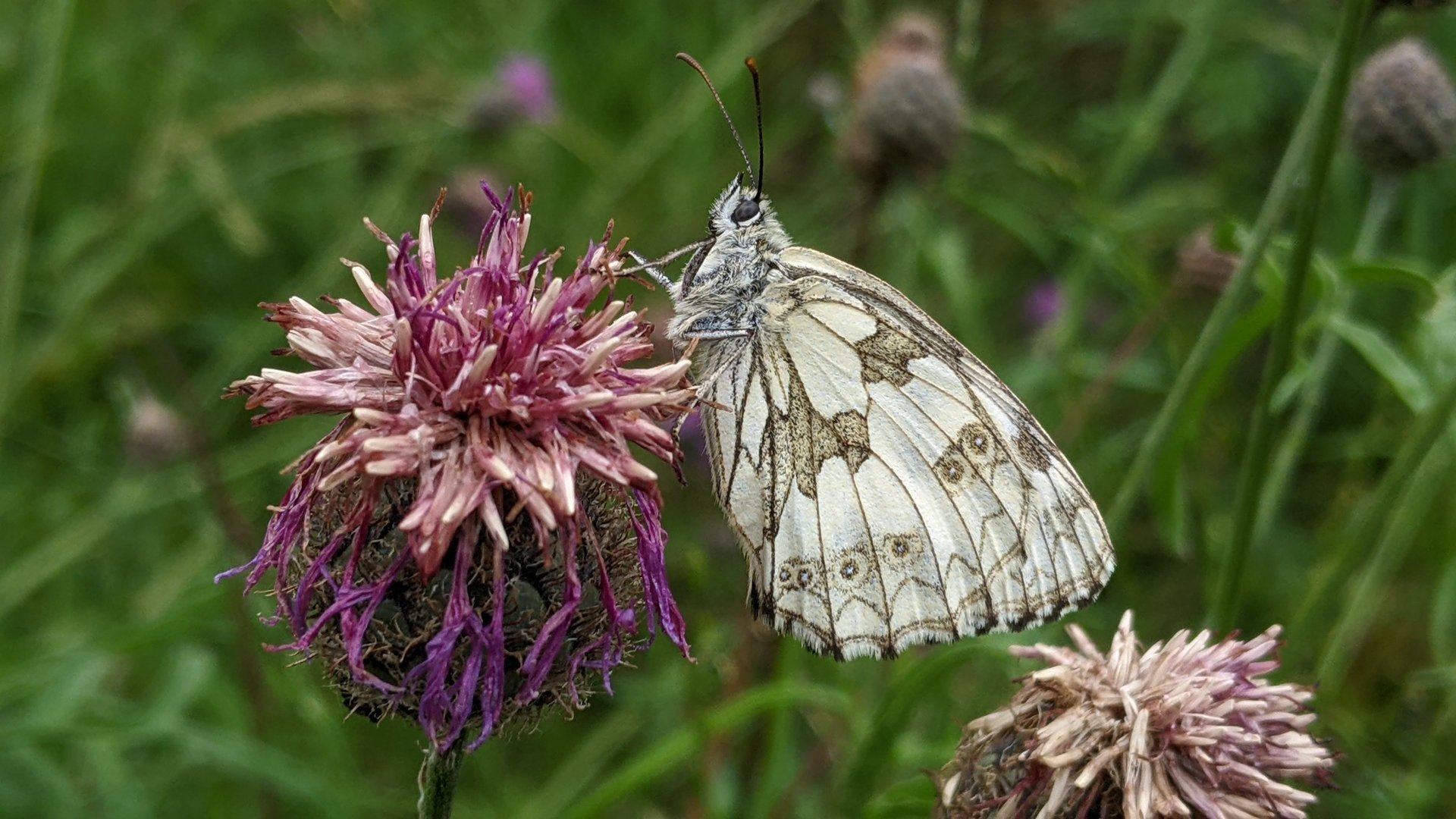 Schachbrett-Melanargia galathea