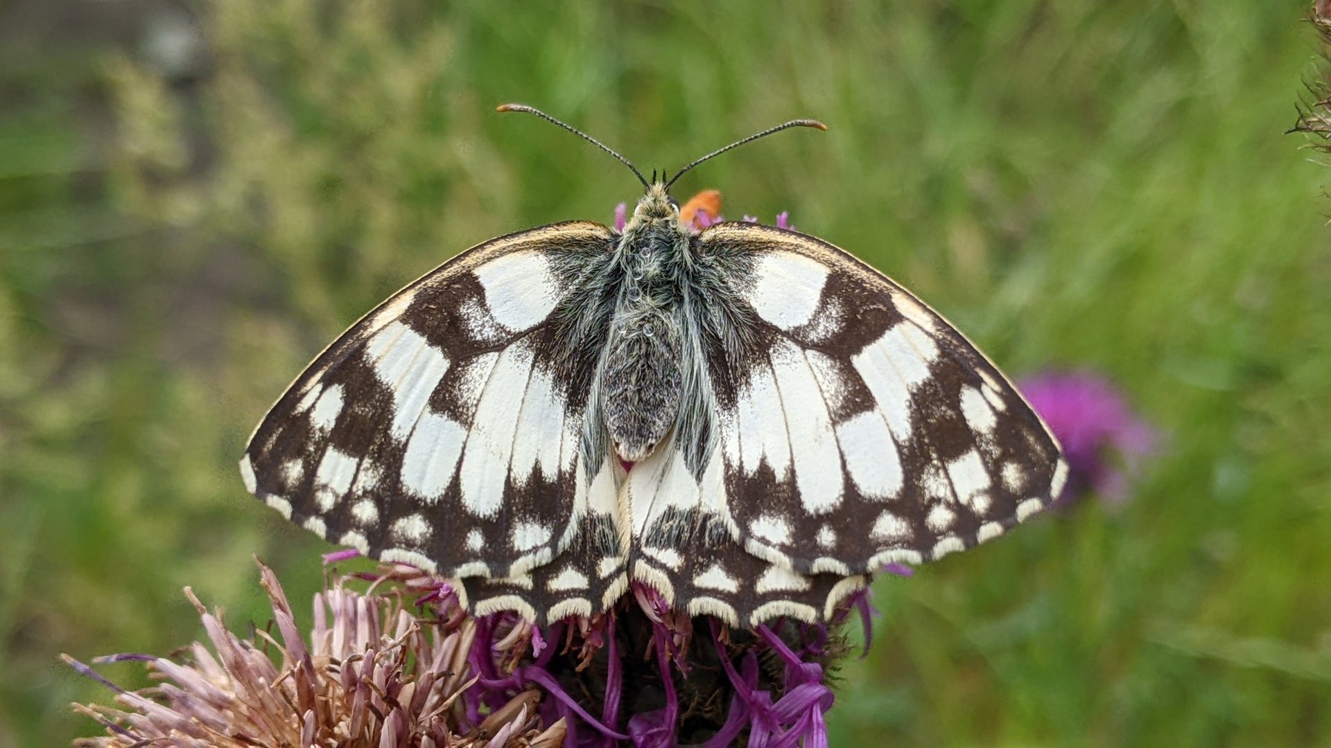 Schachbrett-Melanargia galathea-2.MP