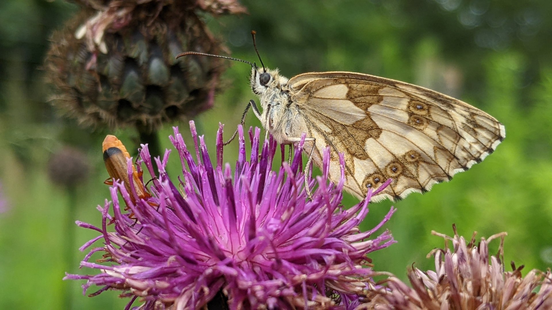 Schachbrett-Melanargia galathea-3