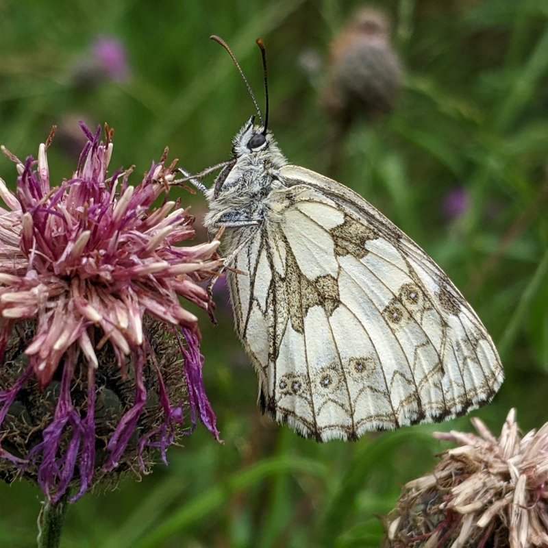 Schachbrett-Melanargia galathea