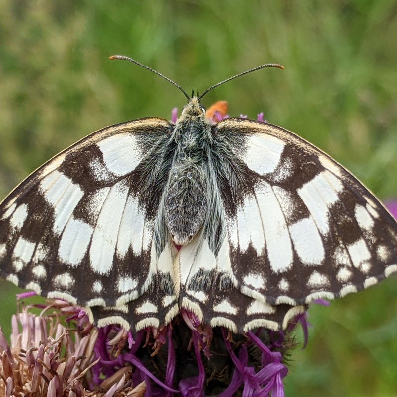Schachbrett-Melanargia galathea-2.MP
