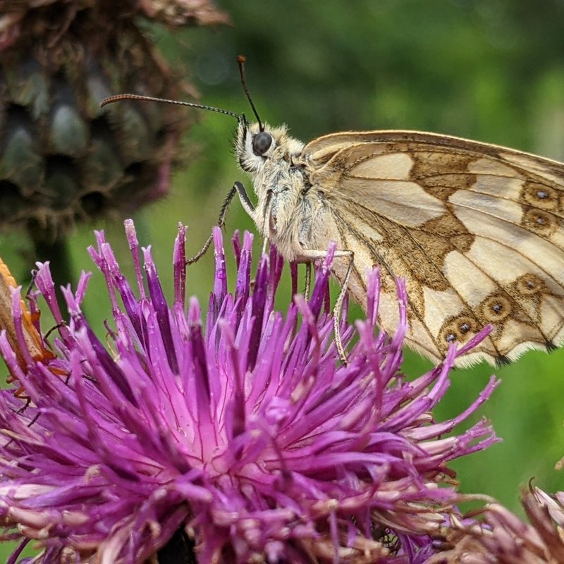 Schachbrett-Melanargia galathea-3