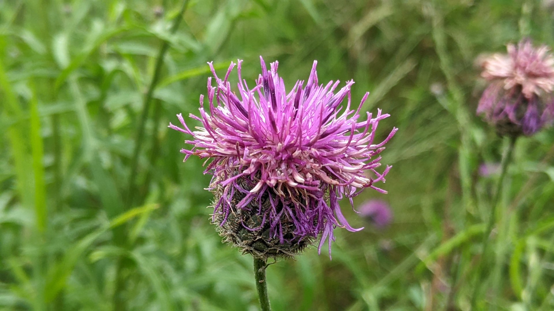 Skabiosenflockenblume-Centaurea scabiosa