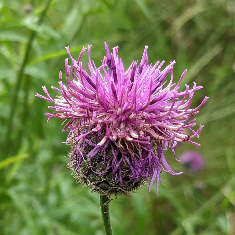 Skabiosenflockenblume-Centaurea scabiosa