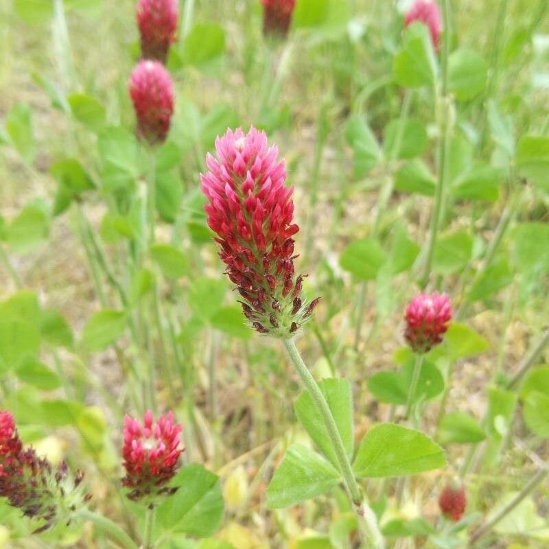 Blut-Klee - Trifolium incarnatum L.